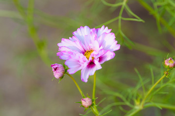 コスモスの花