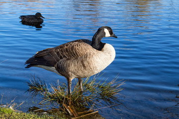 Goose standing by the lake during a sunny day. Picture taken in Jericho Beach Park, Vancouver, BC, Canada.