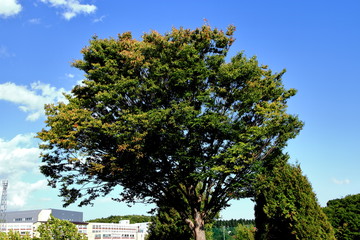 Fototapeta premium Promenade of Sapporo City park