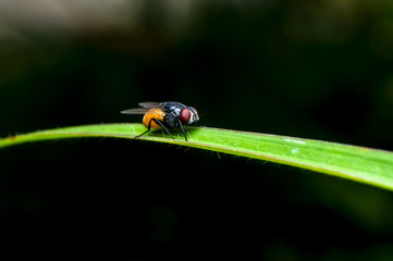 close up shot of a common house fly on the grass