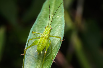 close up shot of a grasshopper on the green leaf