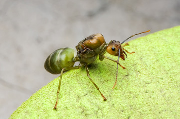 close up view of a giant ant