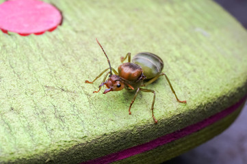 close up view of a giant ant