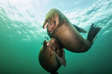 A couple of sea lions are play fighting underwater. Taken in Hornby Island near Vancouver Island,...