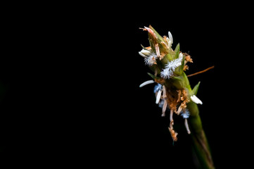 close up shot of a wild flower