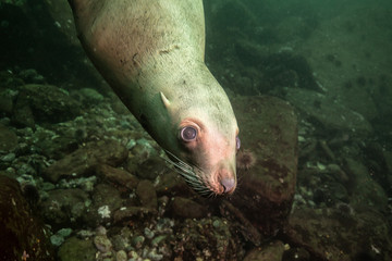 Fototapeta premium Cute face of a young Sea Lion underwater. Picture taken in Hornby Island, British Columbia, Canada.