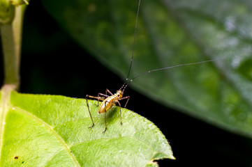close up shot of a cricket on the green leaf