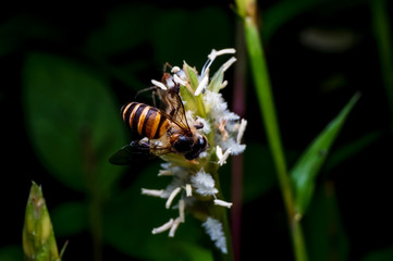 close up shot of a bee on the flower