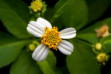Obraz premium close up shot of a wild flower