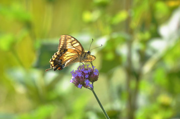 アゲハチョウと三尺バーベナ