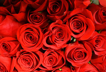 Flower background of red rose 