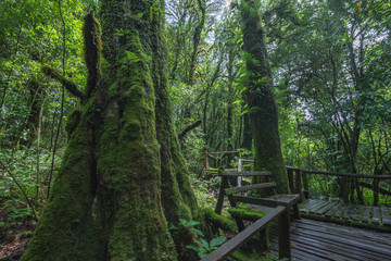 The natural beautiful scenery of rain forest in northern Thailand.
