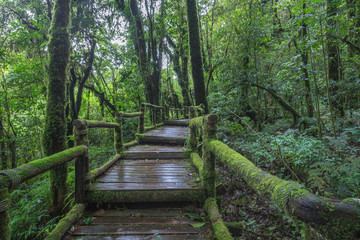 Obraz premium The natural beautiful scenery of rain forest in northern Thailand..