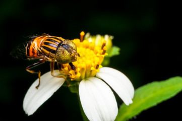 close up shot of a hoverfly collecting nectar on flower