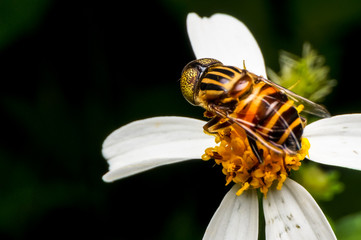 close up shot of a hoverfly collecting nectar on flower