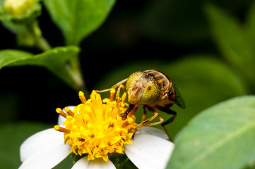 close up shot of a hoverfly collecting nectar on flower