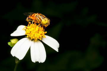 close up shot of a hoverfly collecting nectar on flower
