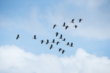 Birds are flying in the sky,Lesser whistling duck (Leader)