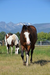 Obraz premium Walking Paint Horse With Mountains in Montana