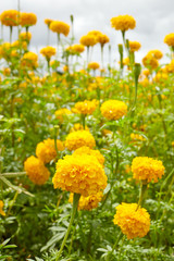 Yellow Marigolds flowers