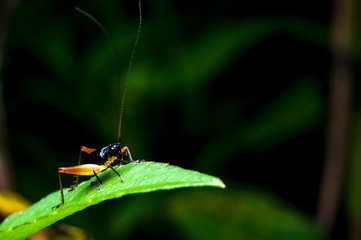 close up shot of a cricket on green leaf