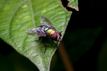 close up shot of a common house fly on green leaf