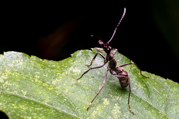 close up shot of ant standing on green leaf