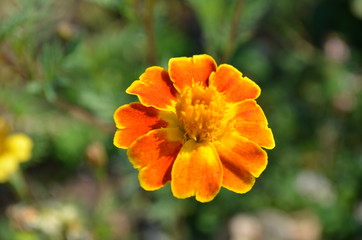 Orange Marigold Flower