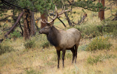 Bull elk in profile