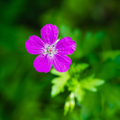 Forest flowers in the summer forest. Moscow region