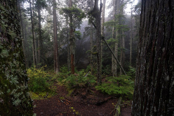 Beautiful serene view of the forest in a trail to Chief Mountain Peak. Taken early morning in Squamish, British Columbia, Canada.
