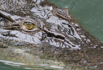 Eyes of a saltwater crocodile