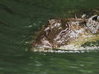 Front view of half-submerged saltwater crocodile approaching
