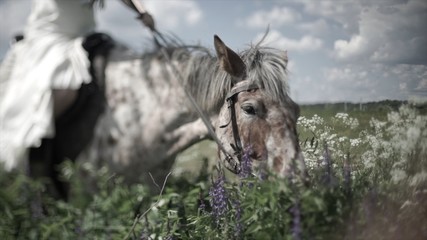 Horse chewing the grass on a background of nature. Close-up of head of horse eating grass. Beautiful landscape with clouds