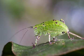 Image of Katydid Nymph Grasshoppers (Tettigoniidae) on green leaves. Insect Animal