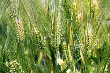 Green Barley field