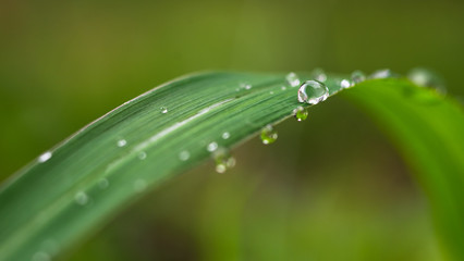 Water droplet on grass leaf, select focus and blur background