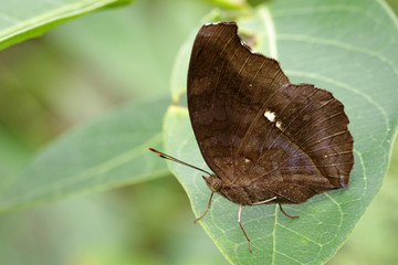 Fototapeta na wymiar Image of Chocolate Pansy Butterfly (Junonia iphita Cramer, 1779) on green leaves. Insect Animal.