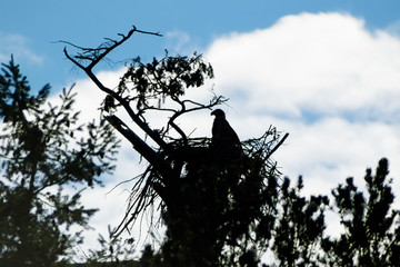 Eagle in Tree Silhouette 