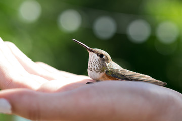 Hummingbird on Hand © Benjamin