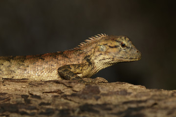 Image of brown chameleon on tree. Reptile. Animal.