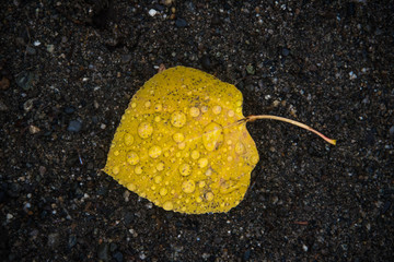 Yellow leaf with rain drops