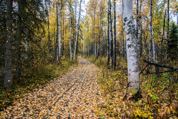 Leaf Covered Path