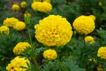 Yellow Marigold flowers in garden.