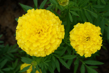 Yellow Marigold flowers in garden.