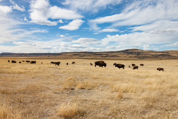 Fototapeta na wymiar Herd of Bison in Southern Alberta Under Blue Sky