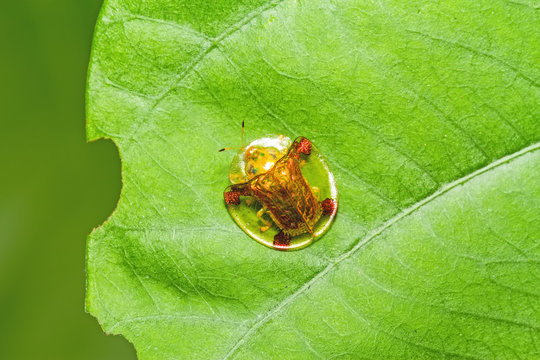 Golden tortoise beetle  on green leaf on green leaf