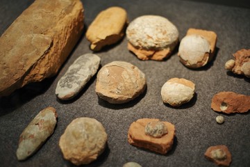 Fototapeta na wymiar 発掘された恐竜の卵の化石