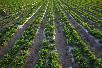 Peanut fields