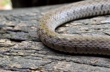 Snake, snake out to sunbathe on logs. and wait to prey.